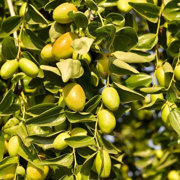 Jojoba tree with ripe fruit